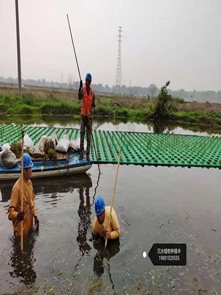 沉水植物種植中