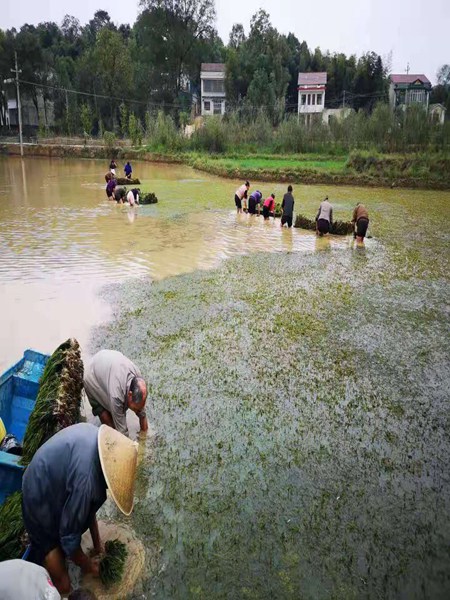 種植案例 (2)